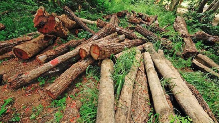 গাছ কাটতে লাগবে অনুমতি: হাইকোর্টের রায়