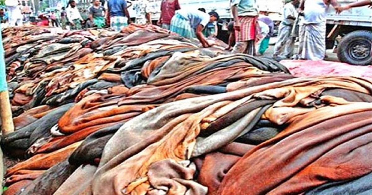 কোরবানির ঈদ: গরুর চামড়ায় প্রতি বর্গফুটে ৫ টাকা বৃদ্ধি