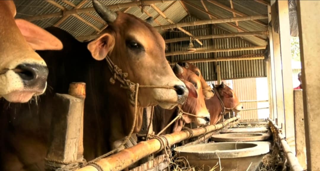 সিরাজগঞ্জে কোরবানির জন্য প্রাকৃতিক উপায়ে মোটাতাজা করা হচ্ছে ষাঁড়