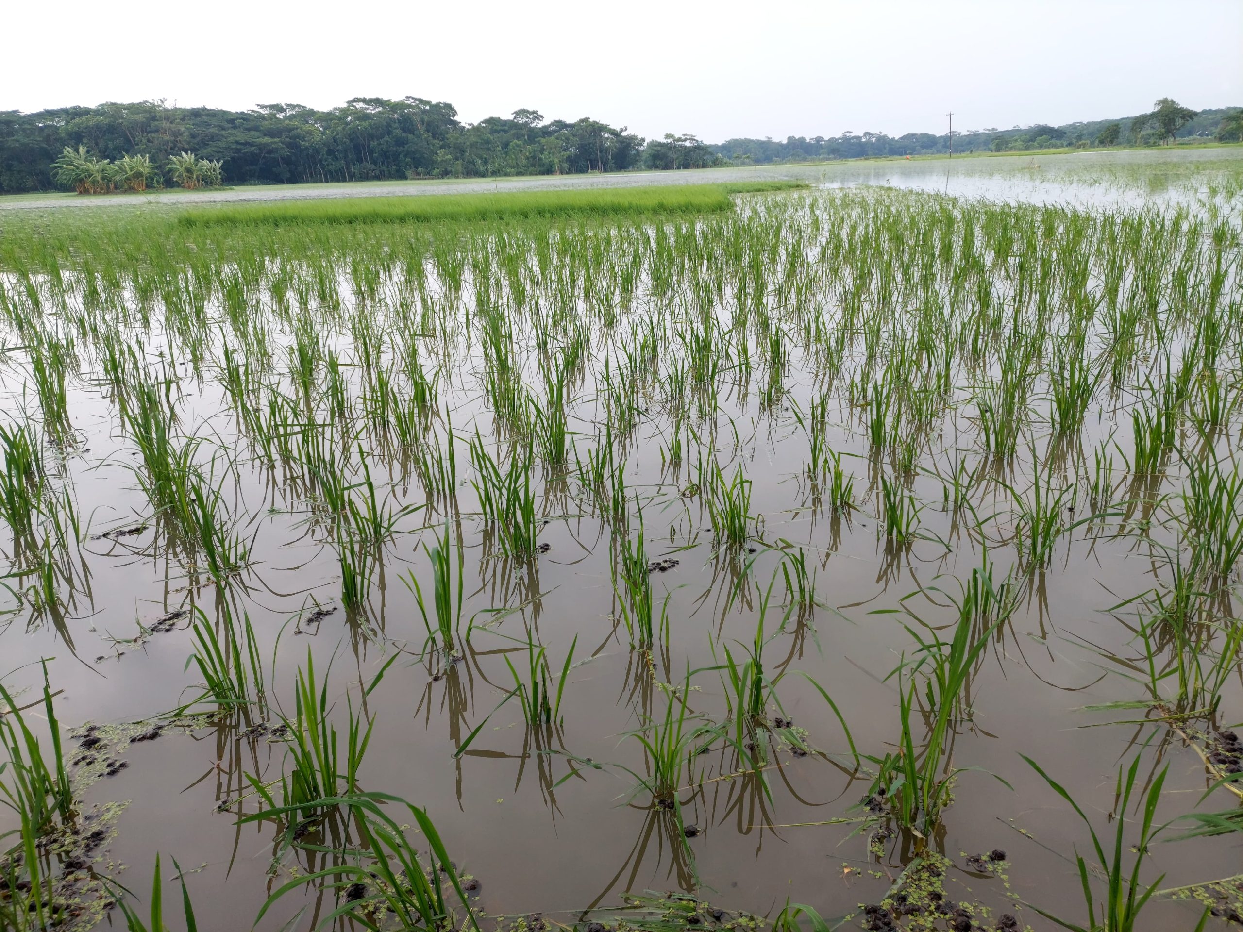 বেতাগীতে বাঁধ ভাঙন: প্লাবনে ডুবছে কৃষকের স্বপ্ন