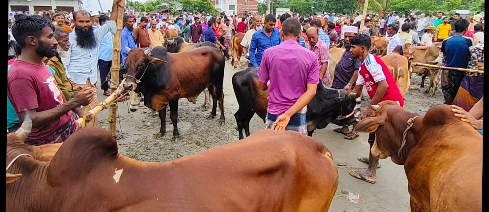 পটুয়াখালীর কোরবানির হাটে এখনো জমেনি বেচাকেনা, অপেক্ষায় বিক্রেতারা