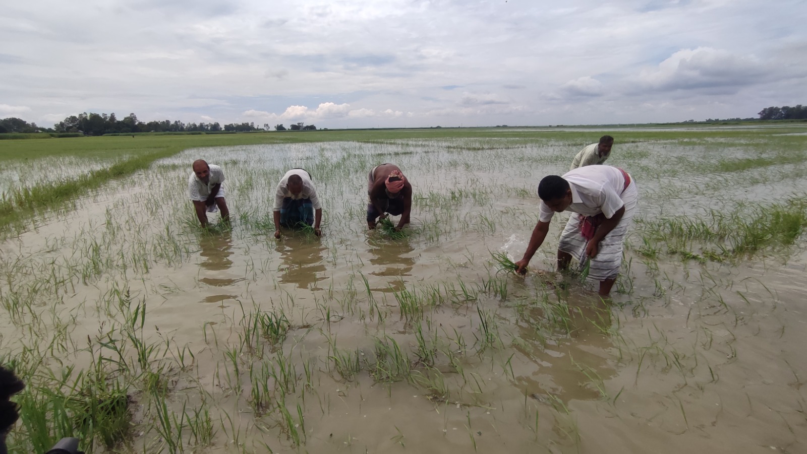 তলিয়ে যাওয়া জমিতে দিশেহারা কৃষকরা। সোমবার দুপুরে পাবনার সুজানগর উপজেলার গাজনার বিলে। গাজনার বিলে স্লুইসগেটের পানিতে তলিয়ে গেল ২০০ বিঘা আমন ধান, বিপাকে কৃষক
