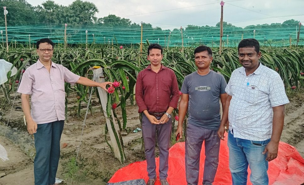 সাতক্ষীরায় ড্রাগন চাষে নতুন সম্ভাবনা, বাড়ছে কর্মসংস্থান