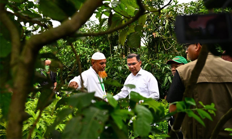সবুজ বাংলাদেশ গড়তে সবার অংশগ্রহণ চান প্রধানমন্ত্রী